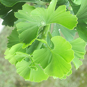 Troll Dwarf Ginkgo (Biloba)