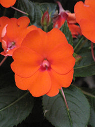 SunPatiens Compact Electric Orange Impatiens