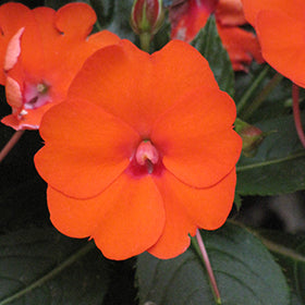 SunPatiens Compact Electric Orange Impatiens
