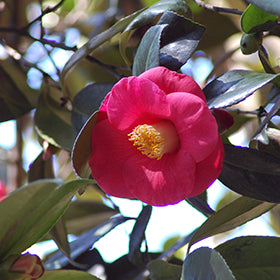 Greensboro Red Camellia