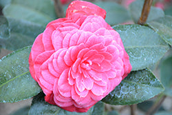 Pope Pius IX Camellia
