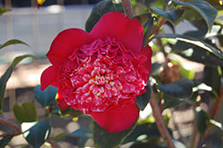 Tar Baby Camellia