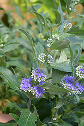 Beyond Midnight Caryopteris