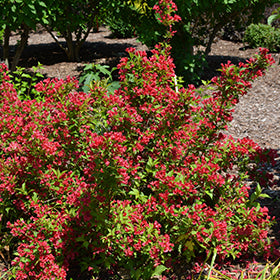 Sonic Bloom Red Reblooming Weigela