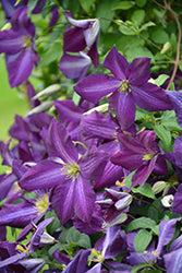 Happy Jack Purple Clematis