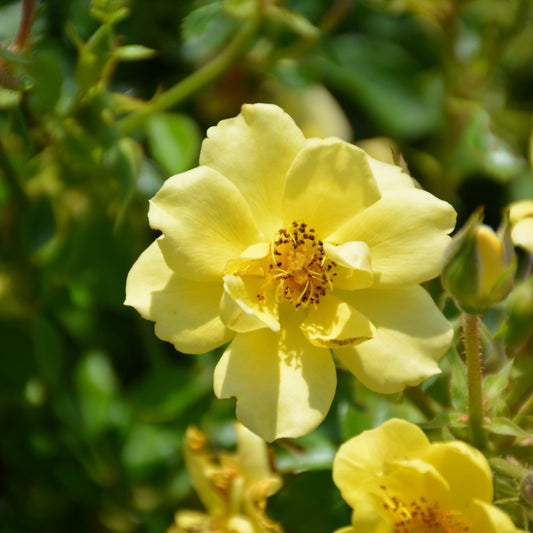 Oso Easy Lemon Zest Rose