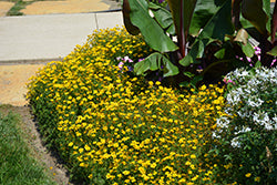Goldilocks Rocks Bidens