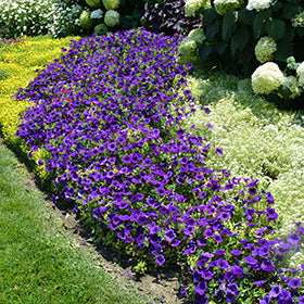 Supertunia Royal Velvet Petunia PW