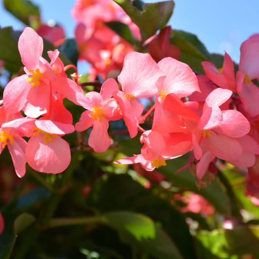Dragon Wing Pink Begonia
