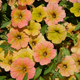 Supertunia Honey Petunia PW