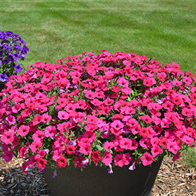Supertunia Royal Magenta Petunia PW