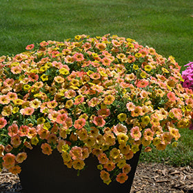 Supertunia Honey Petunia PW