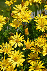 Bright Lights Yellow African Daisy PW
