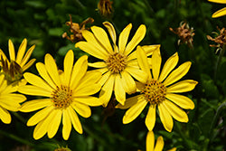 Bright Lights Yellow African Daisy PW