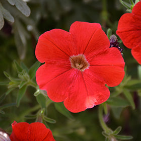 Supertunia Really Red Petunia PW