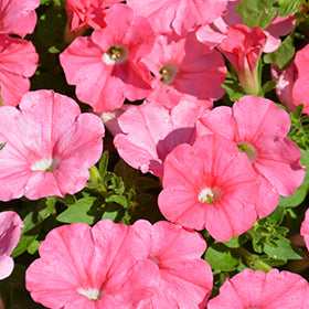 Supertunia Bermuda Beach Petunia PW
