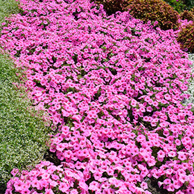Supertunia Vista Bubblegum Petunia PW