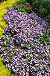 Supertunia Bordeaux Petunia