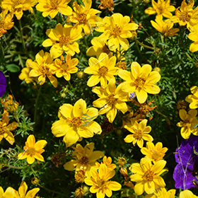 Goldilocks Rocks Bidens