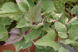Tricolor Sweet Potato Vine (Ipomoea)