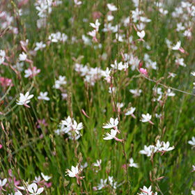 Ballerina White Gaura