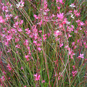 Ballerina Rose Gaura
