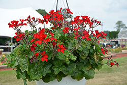 Caliente Fire Geranium