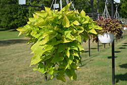 Sidekick Lime Sweet Potato Vine (Ipomoea)
