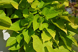 Sidekick Lime Sweet Potato Vine (Ipomoea)
