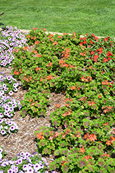 Brocade Fire Night Geranium