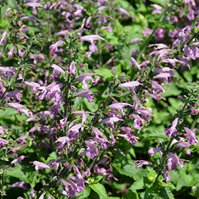 Summer Jewel Sage (Salvia) 6"