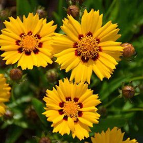 Sunfire Tickseed (Coreopsis)