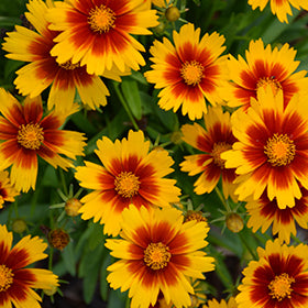 UpTick Gold and Bronze Tickseed (Coreopsis)