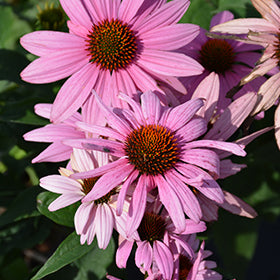 Prairie Splendor Coneflower (Echinacea)