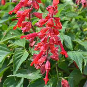Saucy Red Salvia