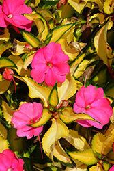 SunPatiens Compact Tropical Rose New Guinea Impatiens