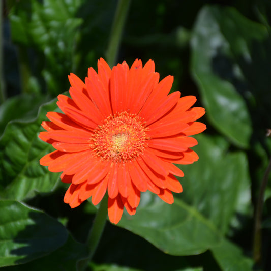 Garvinea Sweet Glow Gerbera Daisy