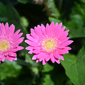 Garvinea Sweet Surprise Gerbera
