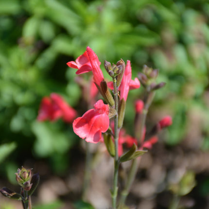 Arctic Blaze Red Sage (Salvia)