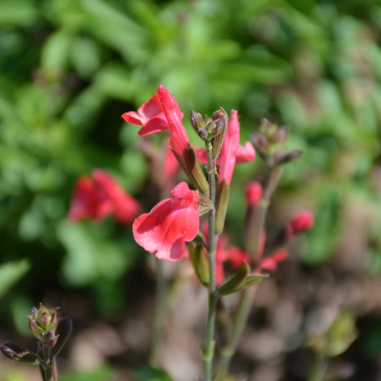 Arctic Blaze Red Sage (Salvia)