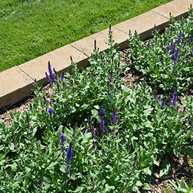 Lyrical Blues Meadow Sage (Salvia)