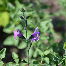 Arctic Blaze Purple Sage (Salvia)