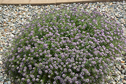 Stream Lavender Sweet Alyssum