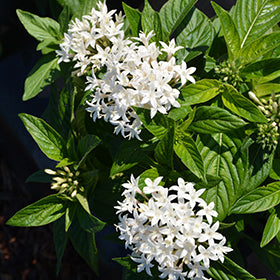 HoneyCluster White Star Flower (Pentas)