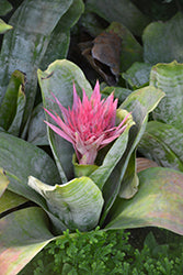 Urn Plant (Aechmea)