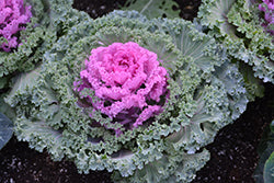 Nagoya Red Ornamental Kale