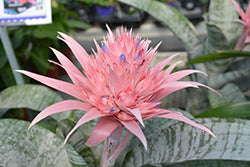 Urn Plant (Aechmea)