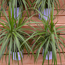 Red-edge Dracaena