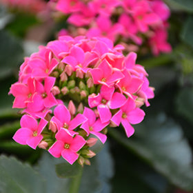 Hot Pink Kalanchoe