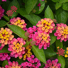 Luscious Royale Cosmo Lantana